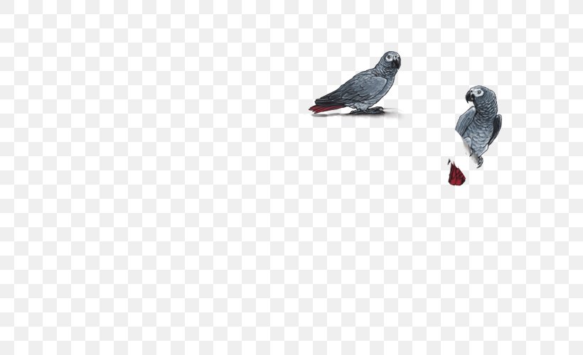 Columbidae Beak Domestic Pigeon Feather Columbiformes, PNG, 640x500px, Columbidae, Beak, Bird, Columbiformes, Domestic Pigeon Download Free
