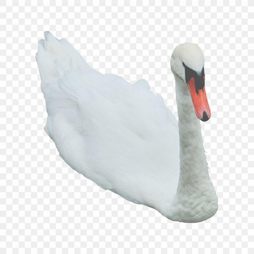 Cygnini Goose Clip Art, PNG, 2000x2000px, Cygnini, Anatidae, Beak, Bird, Display Resolution Download Free