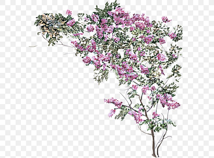 Flower Flowering Plant Plant Cut Flowers Branch, PNG, 600x607px, Flower, Blossom, Bougainvillea, Branch, Cut Flowers Download Free