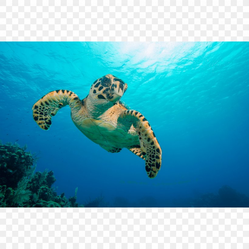Loggerhead Sea Turtle Canvas Print Printing Hawksbill Sea Turtle, PNG, 2000x2000px, Loggerhead Sea Turtle, Canvas, Canvas Print, Flight, Hawksbill Sea Turtle Download Free