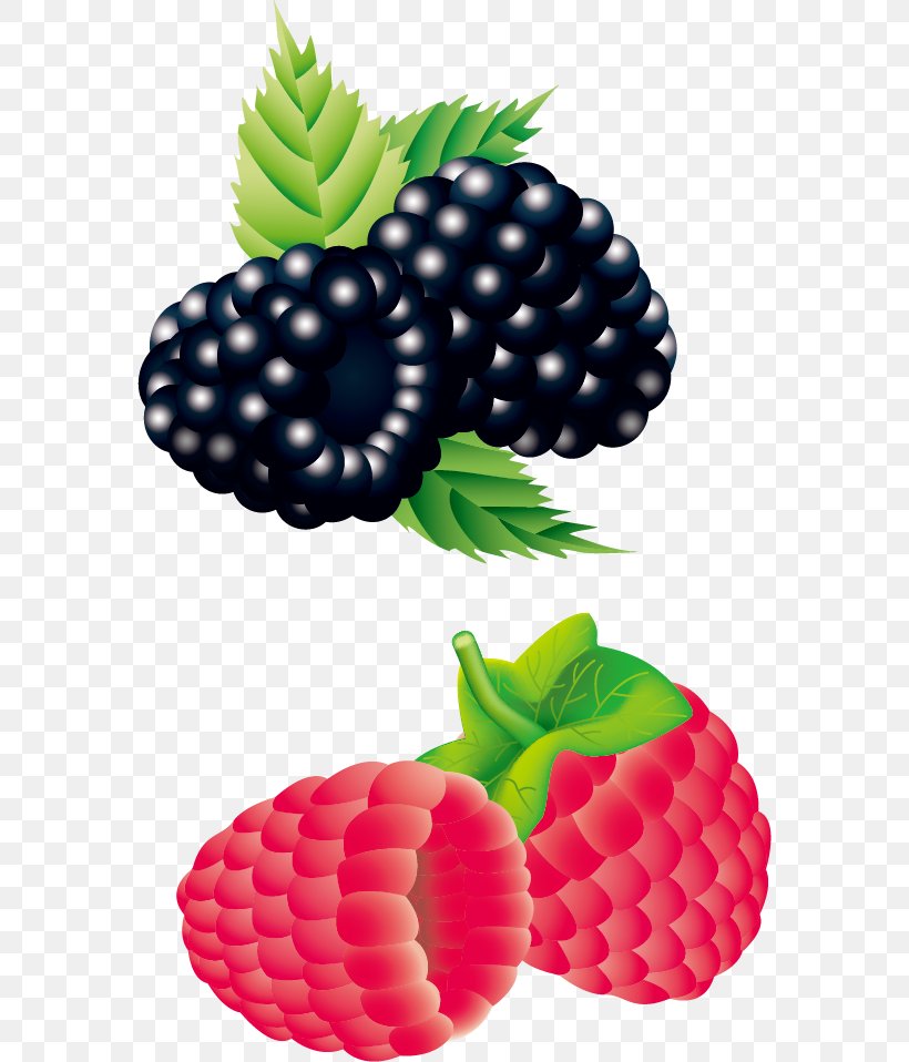 Raspberry Strawberry Blackberry, PNG, 572x958px, Raspberry, Berry, Blackberry, Cranberry, Food Download Free