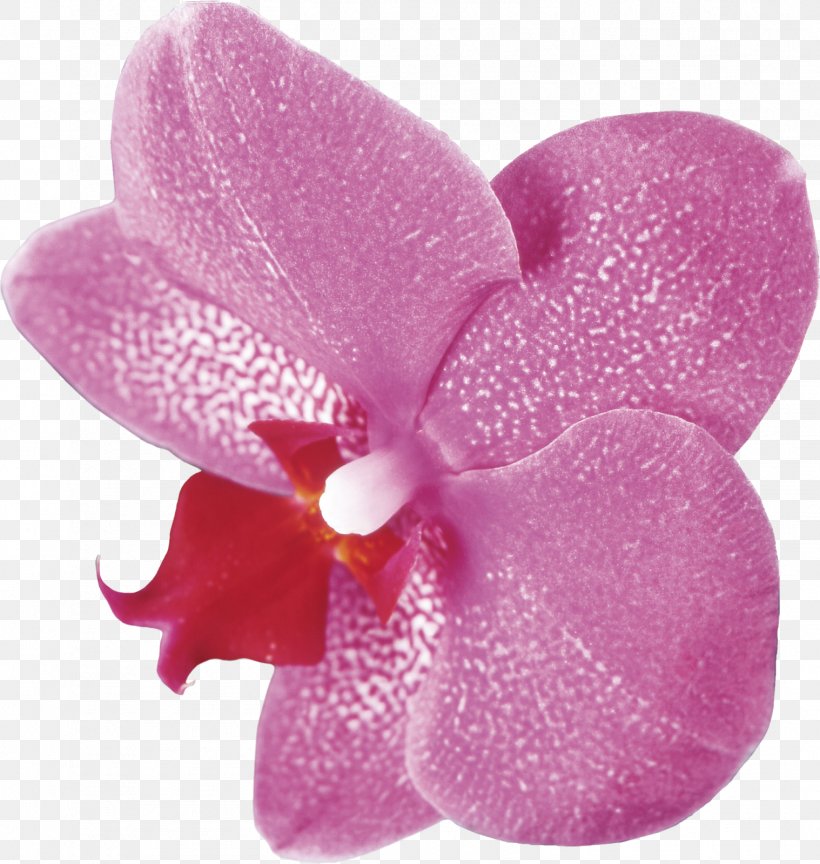Moth Orchids Clip Art, PNG, 1518x1600px, Orchids, Drawing, Email, Flower, Flowering Plant Download Free