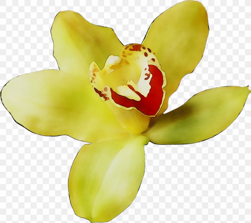 Moth Orchids Yellow Cut Flowers, PNG, 1187x1053px, Moth Orchids, Botany, Cattleya, Cut Flowers, Flower Download Free