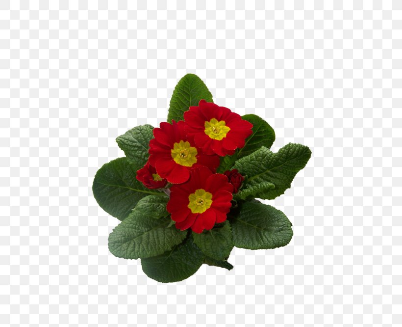 Primrose Cowslip Flowering Plant, PNG, 500x666px, Primrose, Annual Plant, Blossom, Cowslip, Digital Image Download Free