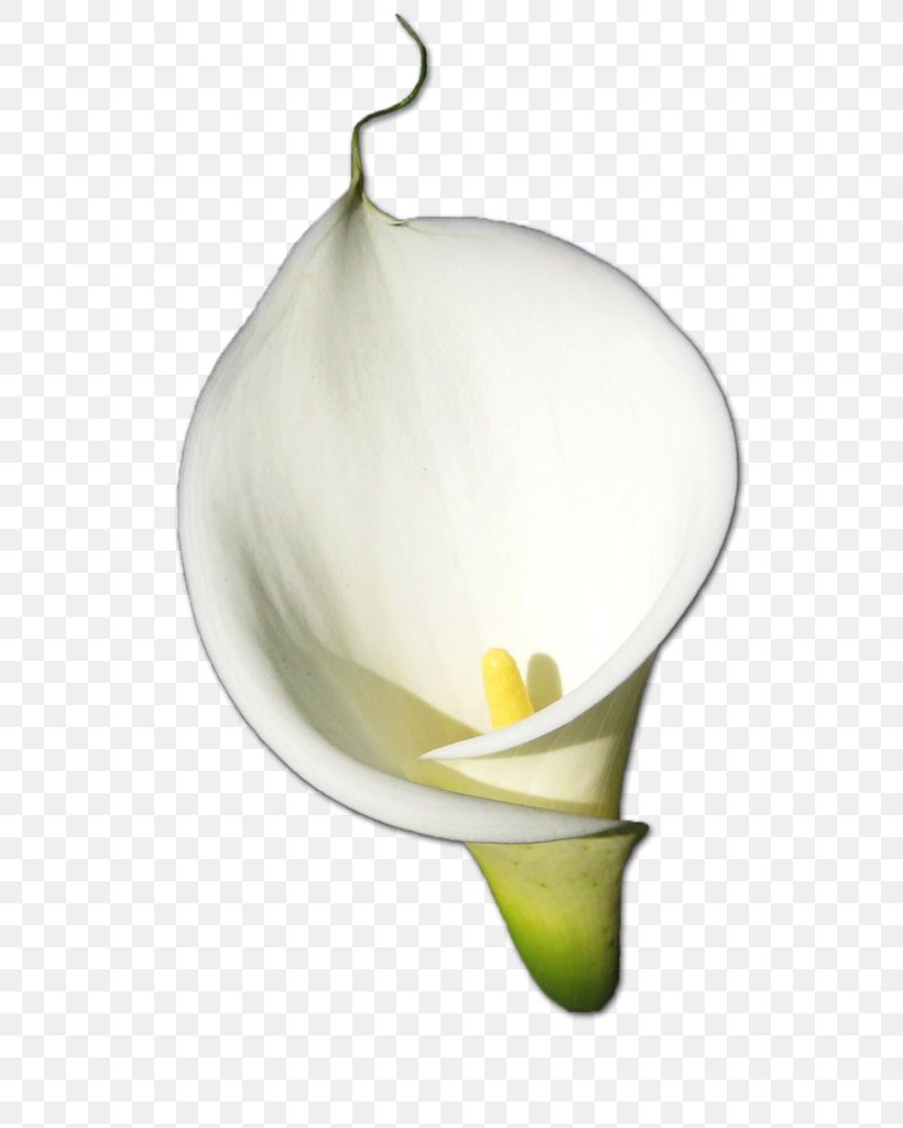 Arum-lily Bog Arum Flower, PNG, 657x1024px, Lily, Alismatales, Anthurium, Arum, Arum Family Download Free