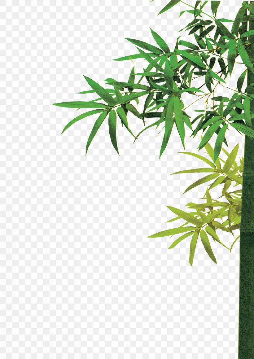 Bamboo, PNG, 6300x8910px, Bamboo, Branch, Data Compression, Detoxification Foot Pads, Foot Download Free