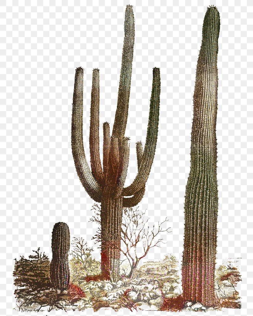 Cactus Cartoon, PNG, 773x1024px, Saguaro National Park, Acanthocereus Tetragonus, Barrel Cactus, Cactus, Caryophyllales Download Free