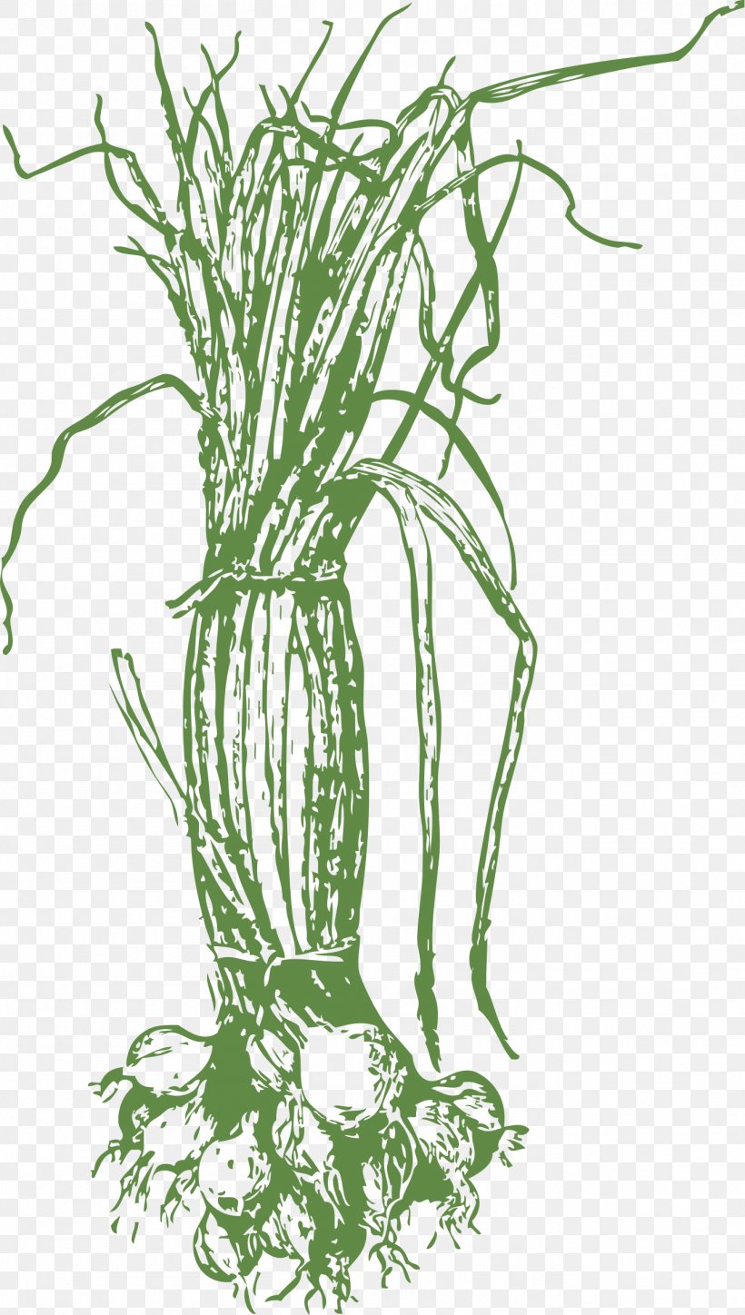 Onion Drawing Clip Art, PNG, 1359x2400px, Onion, Allium Fistulosum, Bawang, Branch, Bulb Download Free