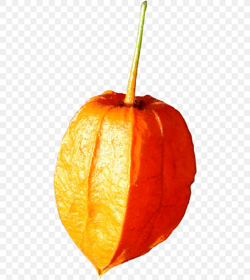 Pumpkin Clementine Winter Squash Mandarin Orange Gourd, PNG, 472x918px, Pumpkin, Bitter Orange, Calabaza, Citrus, Clementine Download Free