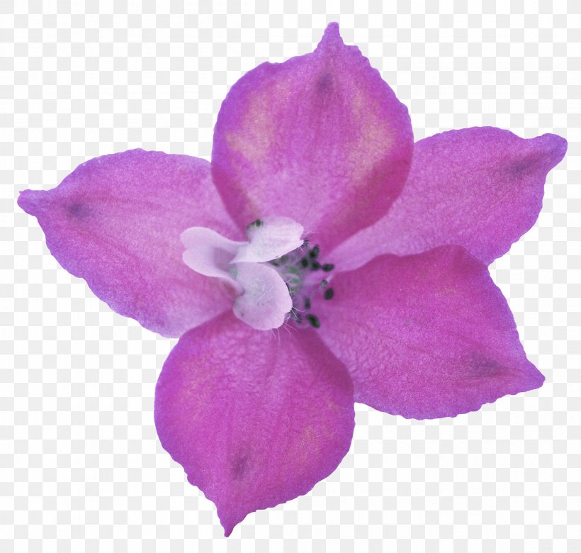 Purple Icon, PNG, 2403x2286px, Purple, Courtesan, Cut Flowers, Data, Flower Download Free