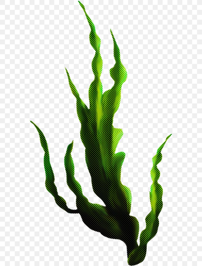 Seaweed Cartoon, PNG, 582x1080px, Head Hair, Algae, Beauty, Body, Cactus Download Free