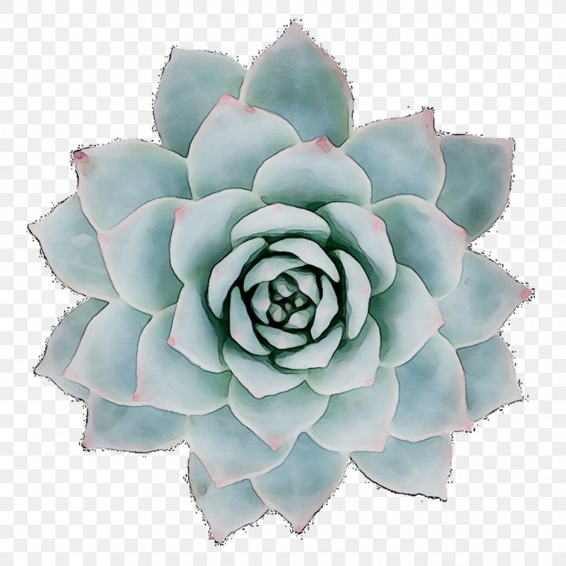 Cut Flowers Turquoise, PNG, 1062x1062px, Cut Flowers, Agave, Blue, Botany, Echeveria Download Free