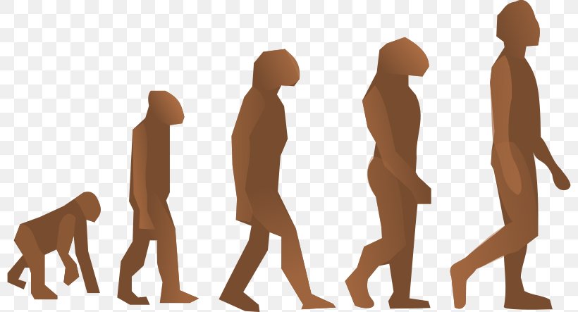 Human Evolution Homo Sapiens Origen Del Hombre Natural Selection, PNG, 800x443px, Human Evolution, Arm, Biology, Carnivoran, Charles Darwin Download Free