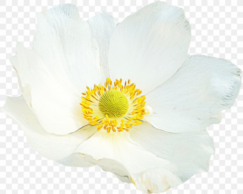 Poppy Flower, PNG, 901x720px, Rose Family, Anemone, Flower, Japanese Anemone, Perennial Plant Download Free