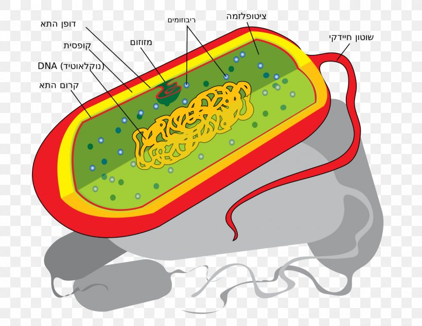 Prokaryote Cell Nucleus Bacteria Ribosome, PNG, 1280x992px, Prokaryote, Area, Bacteria, Bacterial Cell Structure, Biology Download Free