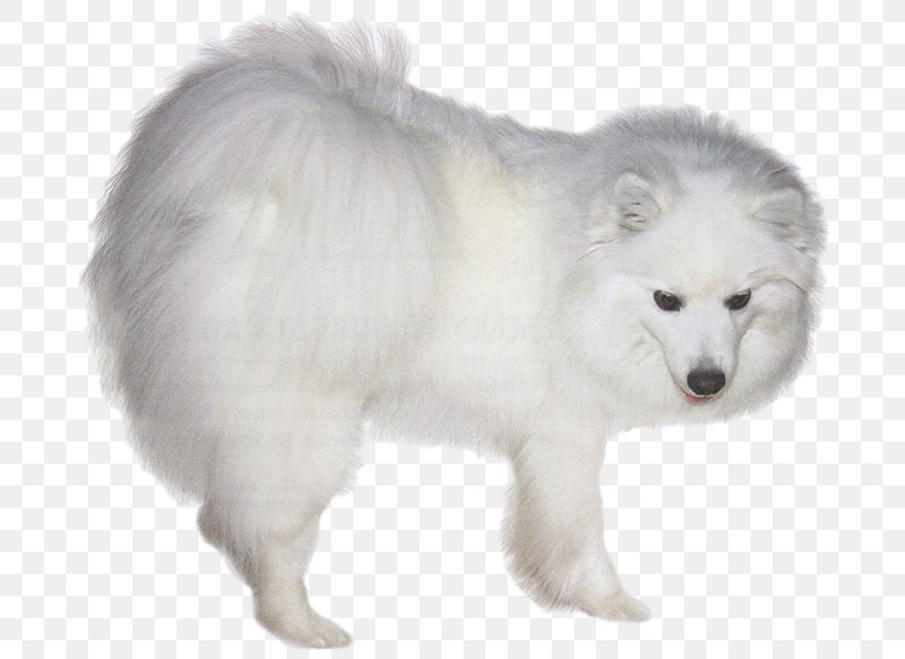 German Spitz Klein American Eskimo Dog German Spitz Mittel Canadian Eskimo Dog Keeshond, PNG, 700x597px, German Spitz Klein, American Eskimo Dog, Canadian Eskimo Dog, Carnivoran, Companion Dog Download Free