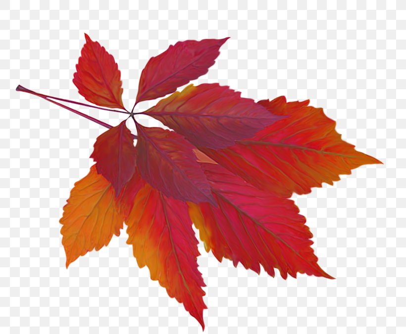Maple Leaf Autumn Leaf Color Clip Art, PNG, 800x675px, Leaf, Autumn, Autumn Leaf Color, Flower, Maple Leaf Download Free