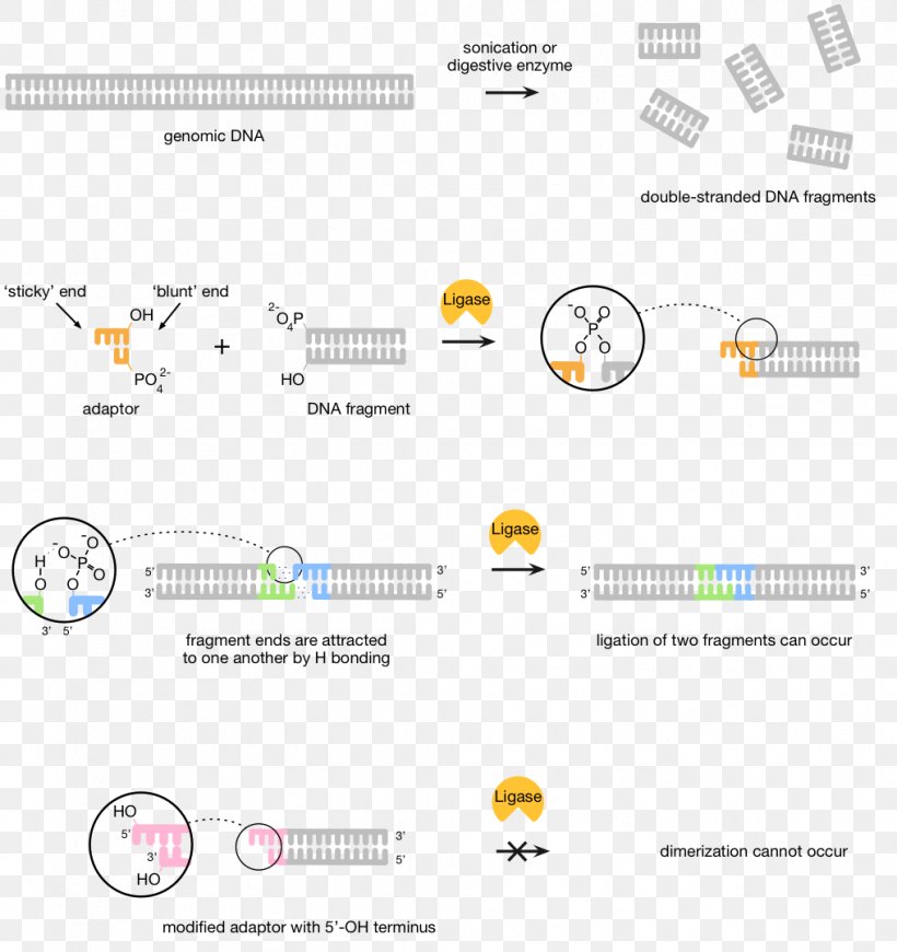 Massive Parallel Sequencing DNA Sequencing Library Sanger Sequencing, PNG, 1016x1078px, Watercolor, Cartoon, Flower, Frame, Heart Download Free