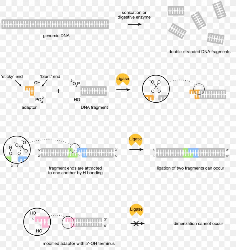 dna sequencing cartoon