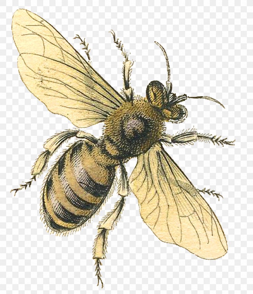 Western Honey Bee Queen Bee Bumblebee Clip Art, PNG, 1292x1500px, Western Honey Bee, Arthropod, Bee, Beeswax, Bumblebee Download Free