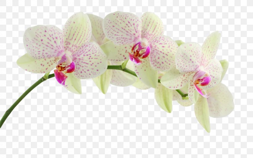 Orchids Desktop Wallpaper Display Resolution Mobile Phones Clip Art, PNG, 1600x1000px, Orchids, Boat Orchid, Cut Flowers, Display Resolution, Floral Design Download Free