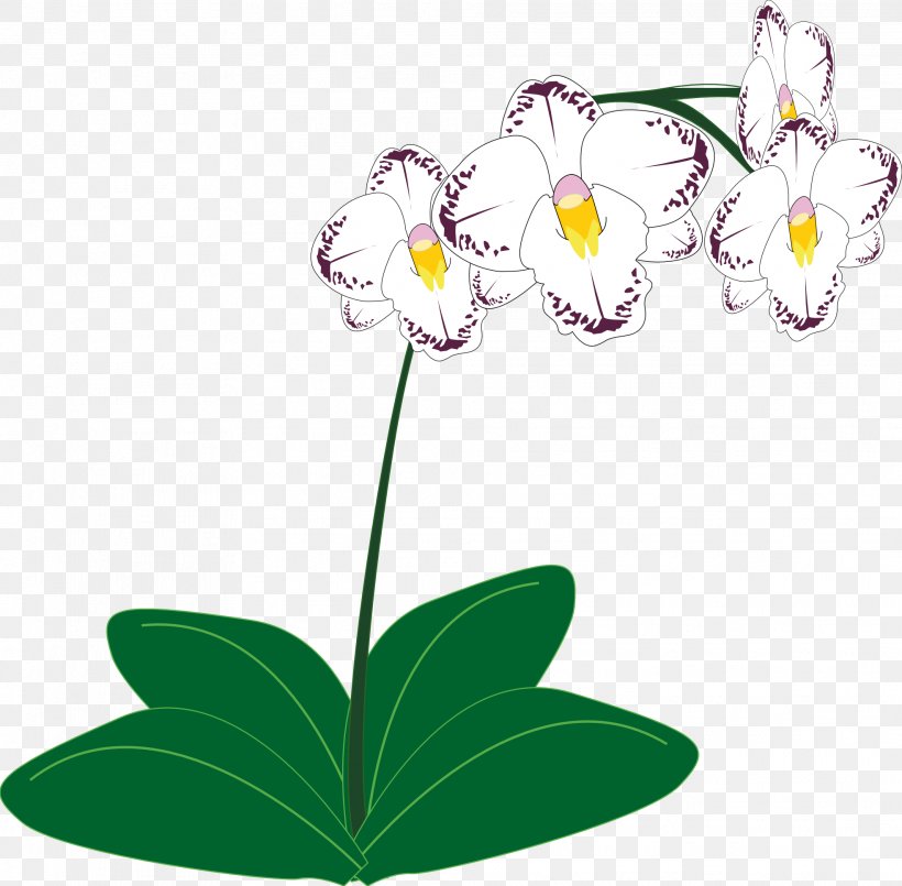 Orchids Plant Clip Art, PNG, 1969x1935px, Orchids, Branch, Flora, Floral Design, Flower Download Free