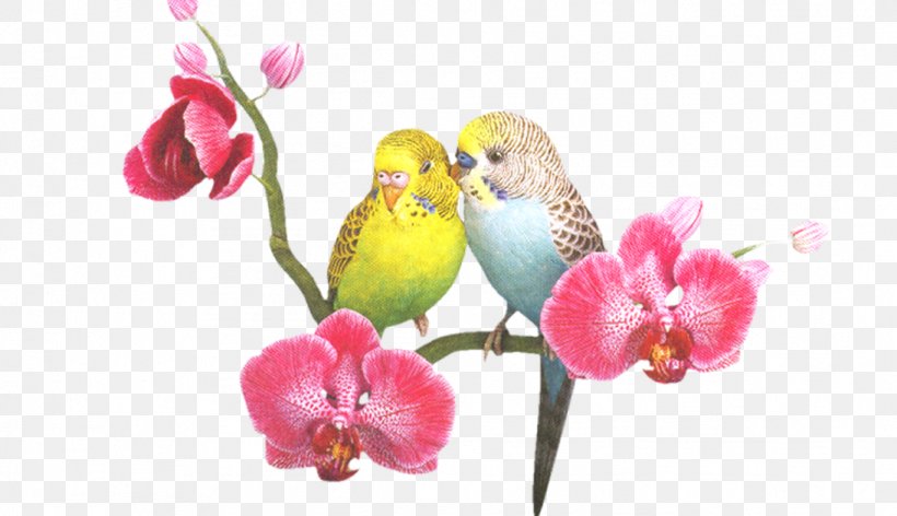 Parrot Lovebird Budgerigar, PNG, 1094x630px, Parrot, Apng, Beak, Bird, Blossom Download Free