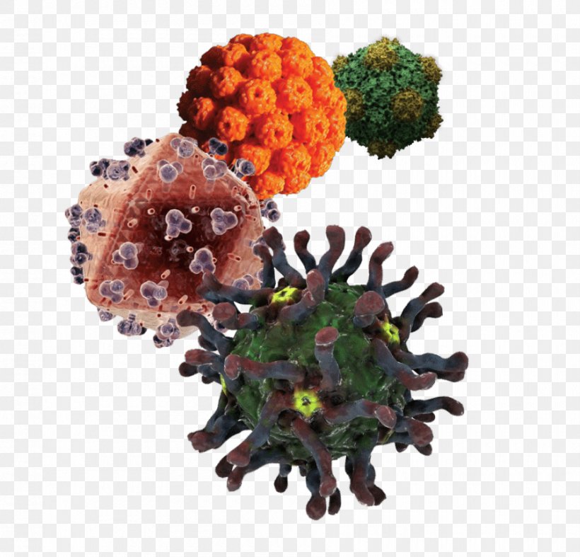 Viral Hepatitis Hepatitis B Virus Hepatitis C, PNG, 900x864px, Hepatitis, Christmas Ornament, Cytomegalovirus, Disease, Fruit Download Free