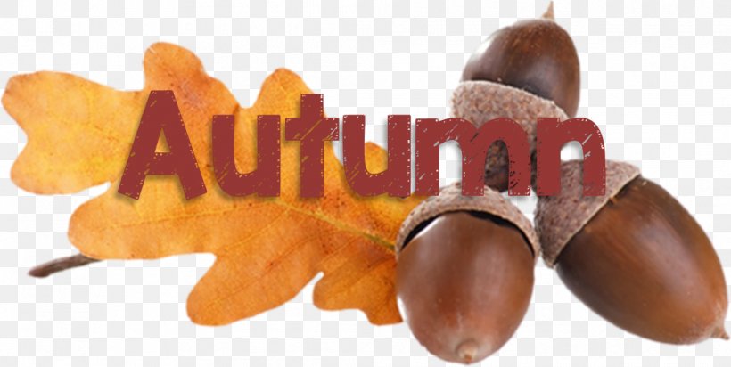 Acorn Quercus Acutissima Food Clip Art, PNG, 1043x525px, Acorn, Food, Fruit, Nut, Oak Download Free