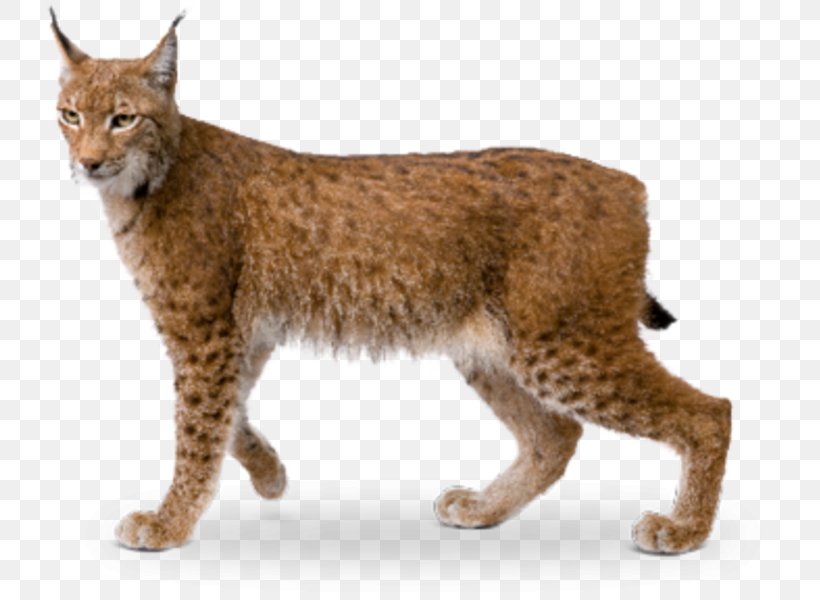 Bobcat Eurasian Lynx Wildcat California Spangled Av Hayvanı, PNG, 727x600px, Bobcat, California Spangled, Carnivoran, Cat, Cat Like Mammal Download Free