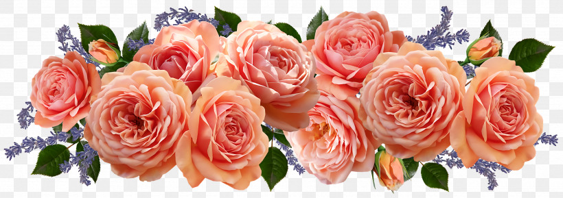 Garden Roses, PNG, 2560x904px, Garden Roses, Artificial Flower, Cabbage Rose, Cut Flowers, Floral Design Download Free