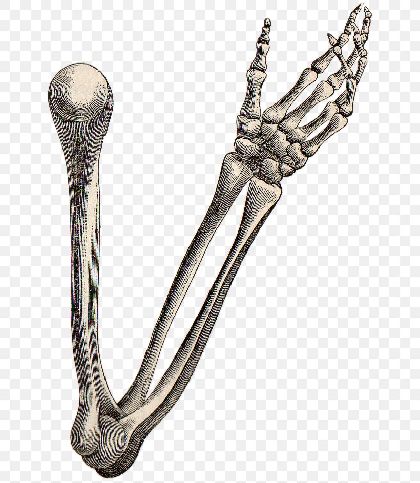 Human Skeleton Arm Bone Anatomy, PNG, 660x943px, Human Skeleton, Anatomy, Arm, Bone, Gift Download Free
