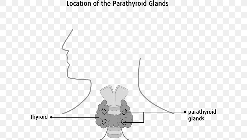 Parathyroid Gland Endocrine Gland Thyroid Disease Cancer, PNG, 618x468px, Watercolor, Cartoon, Flower, Frame, Heart Download Free