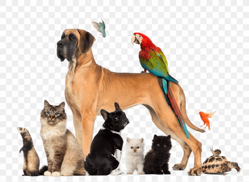 Pet Sitting Dog Walking Cat, PNG, 1413x1036px, Pet Sitting, Animal Shelter, Cat, Cat Like Mammal, Dog Download Free