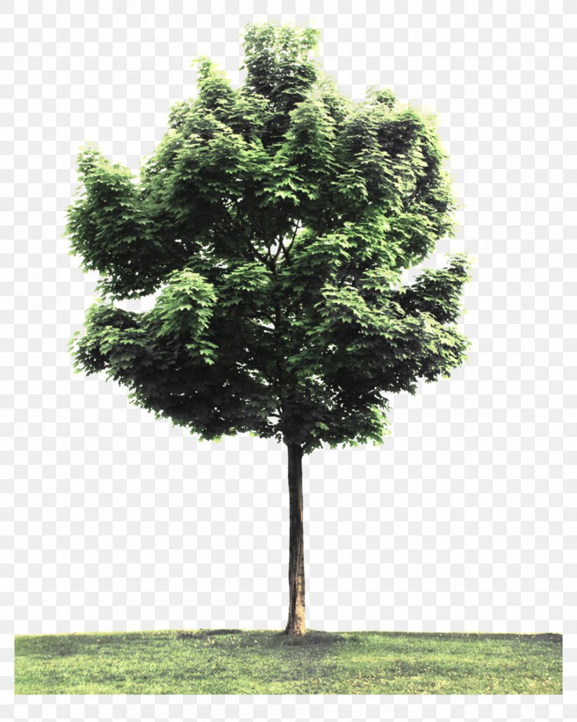 Tree Planting Arborist, PNG, 900x1125px, Tree, Arbor Day, Arborist, Biome, Conifer Download Free