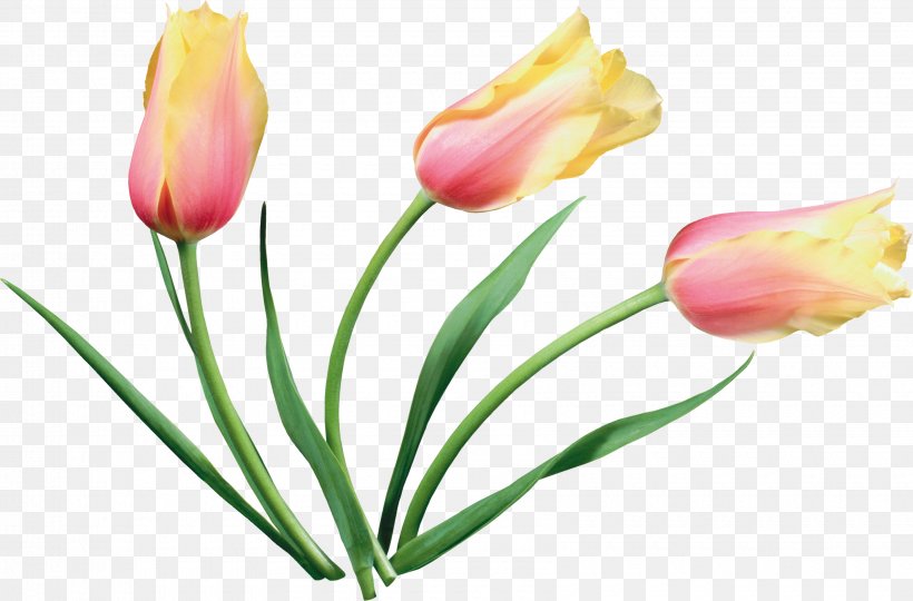 Tulip Flower Material, PNG, 3400x2240px, Tulip, Bud, Concepteur, Cut Flowers, Designer Download Free
