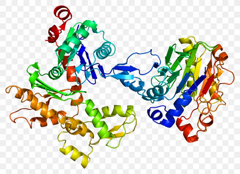 Beta-actin ACTA2 Protein Structure, PNG, 1122x816px, Actin, Actinbinding Protein, Area, Art, Beta Sheet Download Free