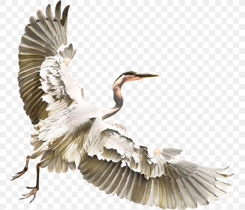 Bird Crane Heron Clip Art, PNG, 755x702px, Bird, Beak, Crane, Crane Like Bird, Egret Download Free