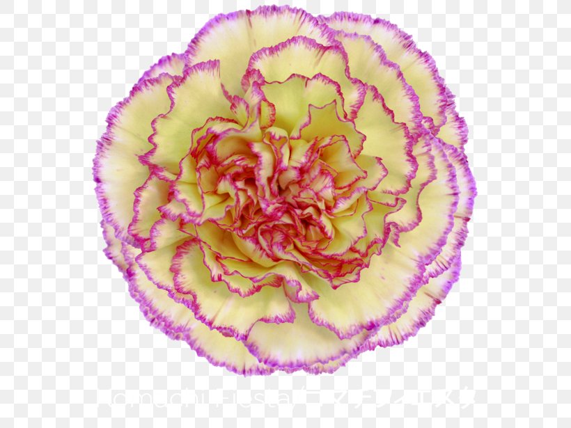 Carnation Fiesta San Antonio 2017 Cut Flowers Cabbage Rose, PNG, 600x615px, Carnation, Cabbage Rose, Colibri Flowers Sa, Cut Flowers, Fiesta San Antonio Download Free