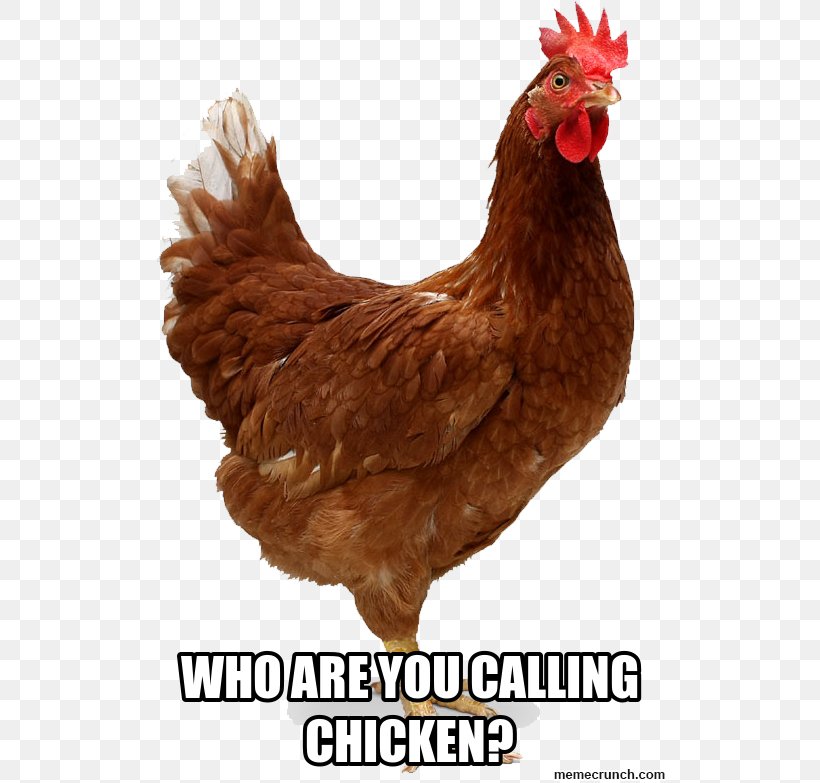 Chicken Nugget Broiler Chicken As Food Roast Chicken, PNG, 515x783px, Chicken, Beak, Bird, Broiler, Chicken As Food Download Free