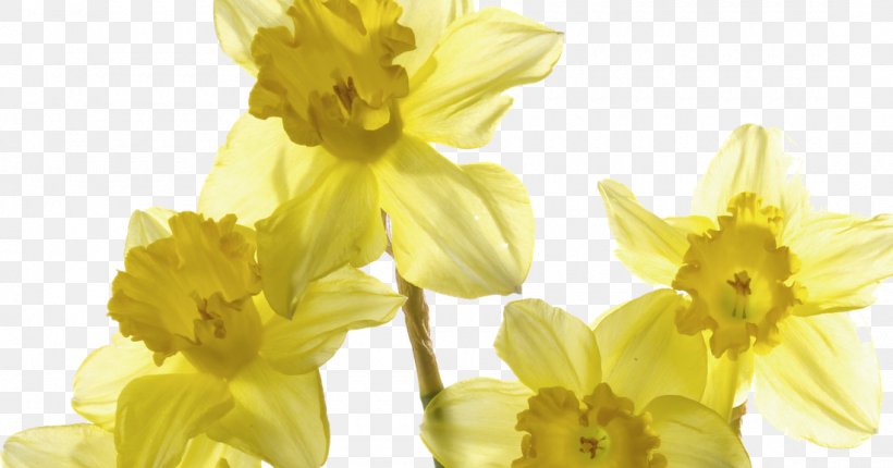 Wild Daffodil Jonquil Flower Poet's Narcissus, PNG, 1100x578px, Wild Daffodil, Amaryllis Family, Cut Flowers, Daffodil, Flora Download Free