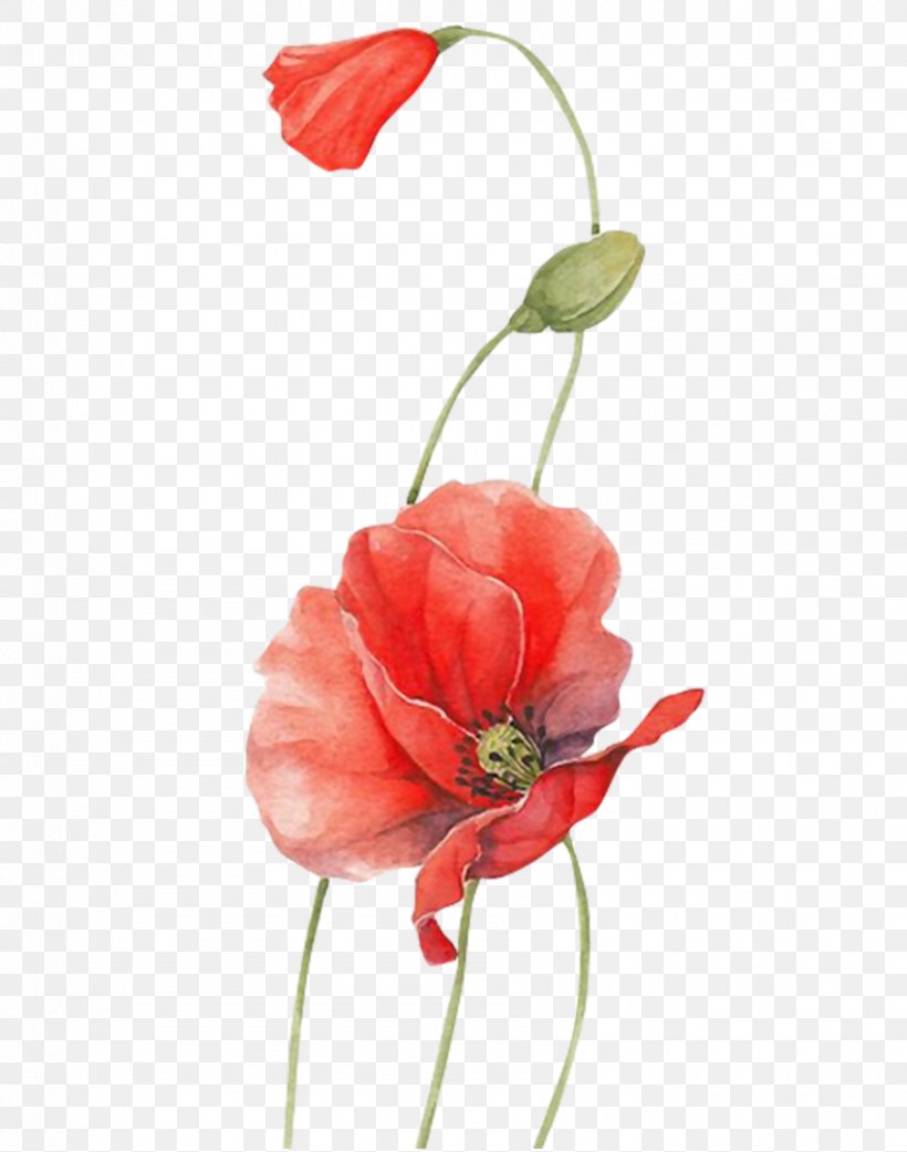 Poppy Watercolour Flowers Red, PNG, 850x1080px, Poppy, Artificial Flower, Blue, Bud, California Poppy Download Free