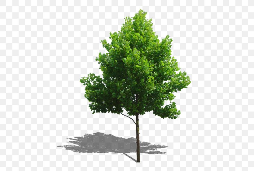 Tree Plant Computer File, PNG, 476x552px, Tree, Branch, Evergreen, Grass, Green Download Free