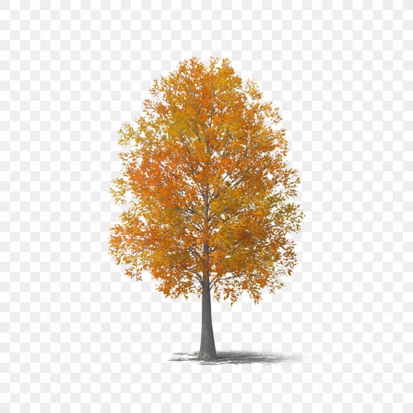 Autumn Tree, PNG, 1000x1000px, Autumn, Branch, Deciduous, Leaf, Maple Download Free