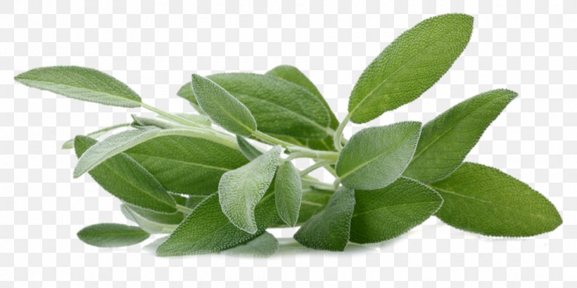 Common Sage Sage Of The Diviners Herb Aromatherapy Extract, PNG, 960x480px, Common Sage, Aromatherapy, Essential Oil, Extract, Fragrance Oil Download Free