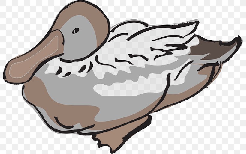 Domestic Duck Clip Art Vector Graphics Image, PNG, 800x513px, Duck, American Black Duck, Beak, Bird, Cartoon Download Free