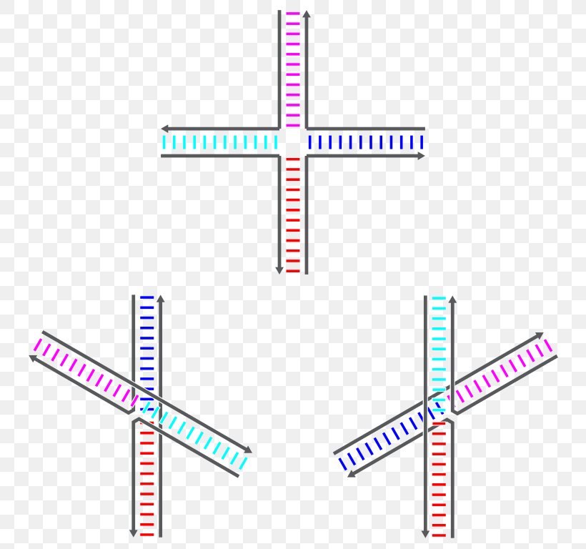 Holliday Junction Nucleic Acid Sequence Genetic Recombination DNA, PNG, 768x768px, Nucleic Acid, Acid, Area, Biology, Diagram Download Free