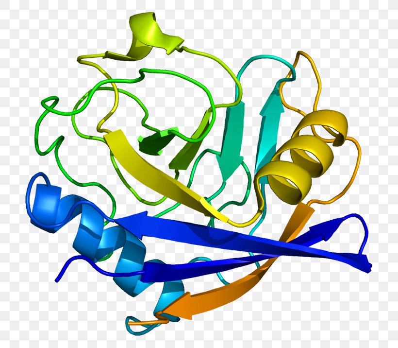 PPIF Peptidylprolyl Isomerase D Cyclophilin Protein, PNG, 765x716px, Prolyl Isomerase, Area, Artwork, Bit, Cyclosporine Download Free