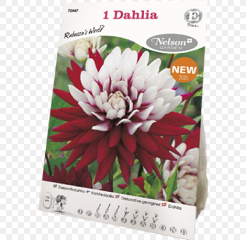 Rebecca's World Dahlia Flowering Plant, PNG, 800x800px, Dahlia, Flora, Flower, Flowering Plant, Petal Download Free