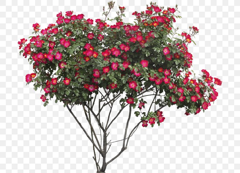 Rose Shrub Tree Clip Art, PNG, 700x592px, Rose, Annual Plant, Bougainvillea, Branch, Cut Flowers Download Free